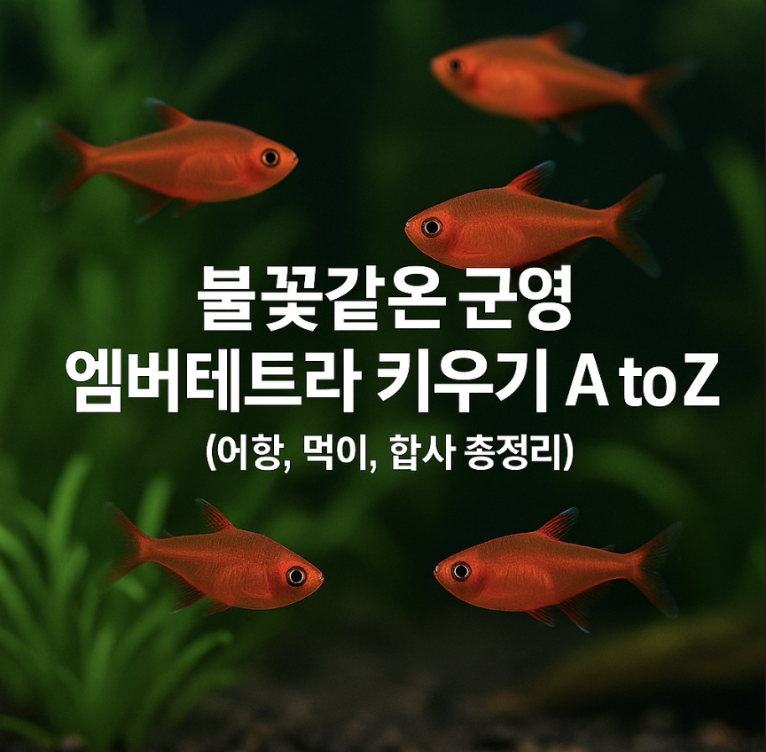 불꽃같은 군영 엠버테트라 키우기 A to Z (어항, 먹이, 합사 총정리)