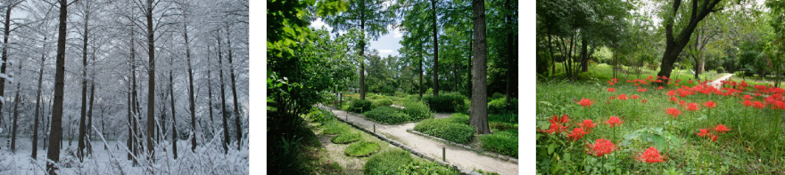 홍릉숲 문배나무길