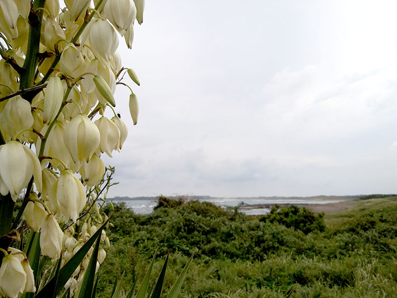 성산일출봉 옆 광치기해변가
