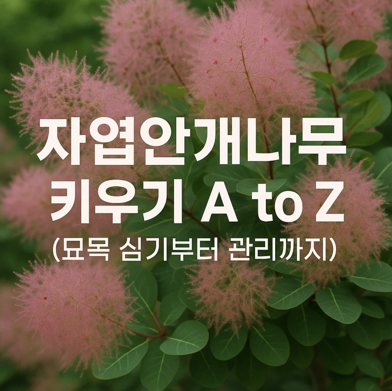 자엽안개나무 키우기 A to Z (묘목 심기부터 관리까지)