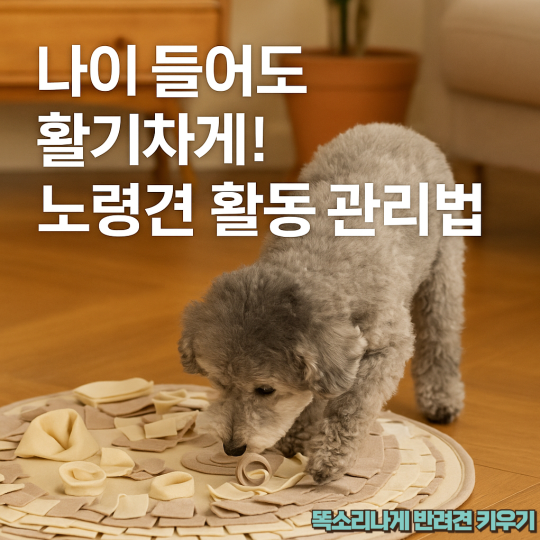 나이 들어도 활기차게 노령견 활동 관리