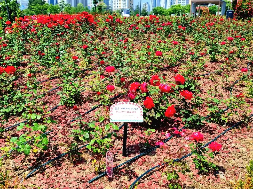 김포 한강신도시 호수공원: 장미의 계절, 발길을 잡는 풍경