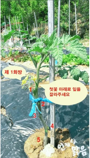 작물 순지르기 유인 기본 토마토 오이 가지 고추 수형관리_20