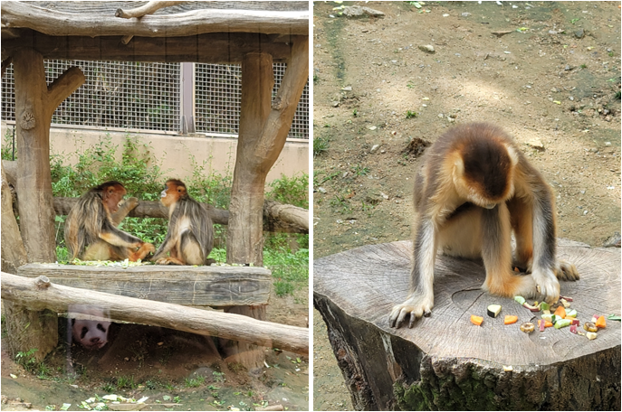 에버랜드 황금털원숭이