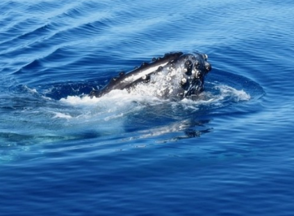 뱀에게물리는꿈