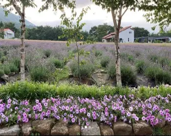 고성 라벤더 축제_26