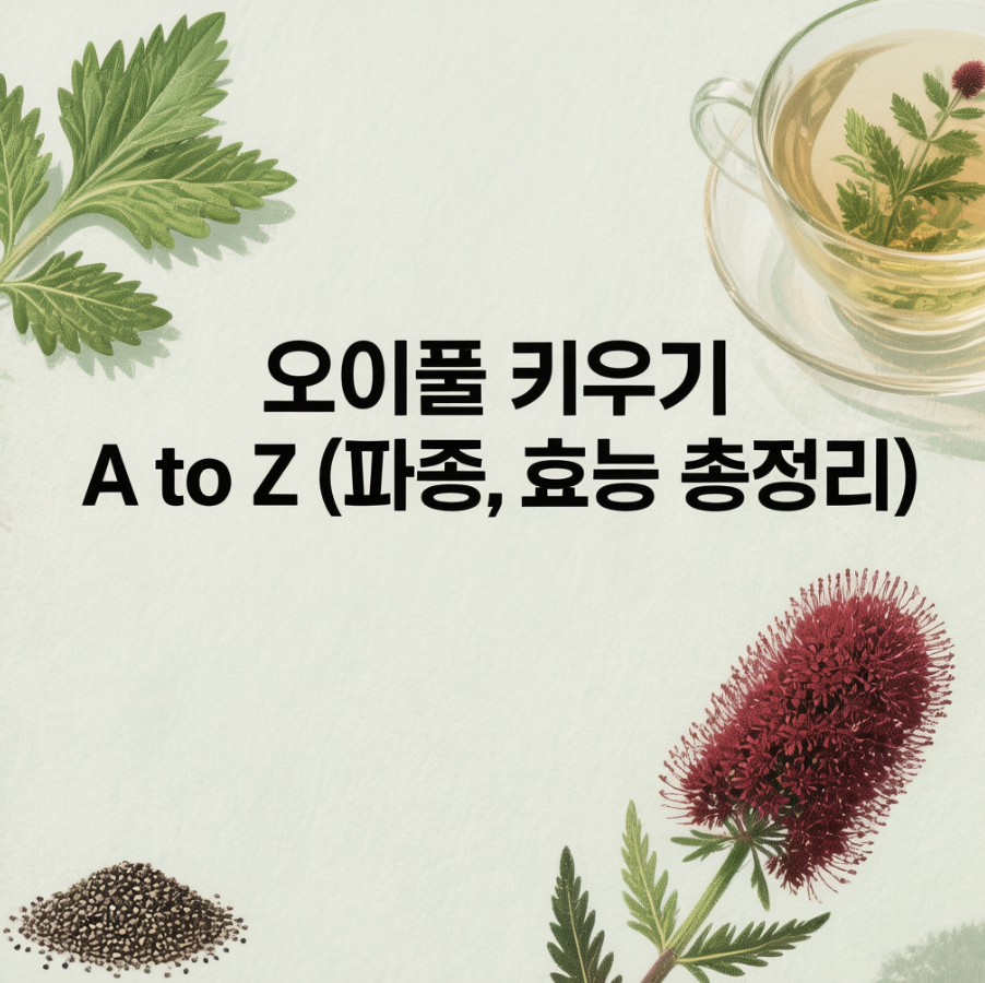 오이풀 키우기 A to Z (파종, 효능 총정리)