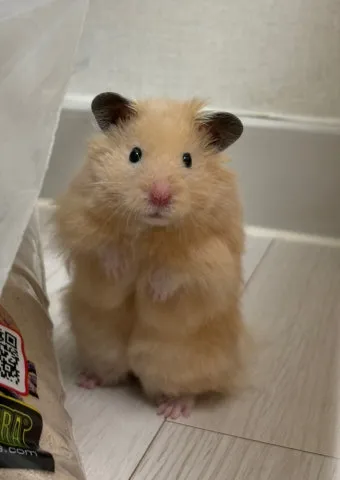 햄스터 한밤중에 집을 탈출하려는 이유 관리_18