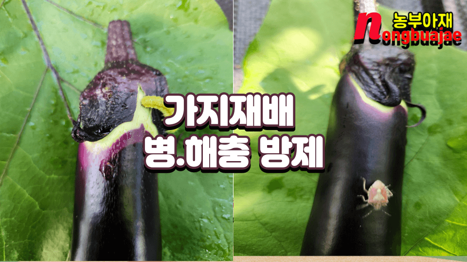 가지재배 노린재 퇴치