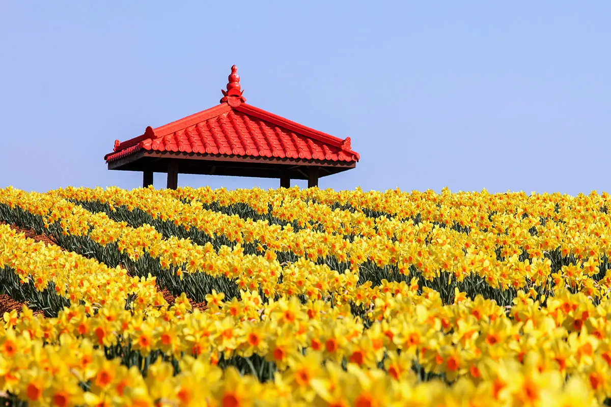 신안 선도 수선화