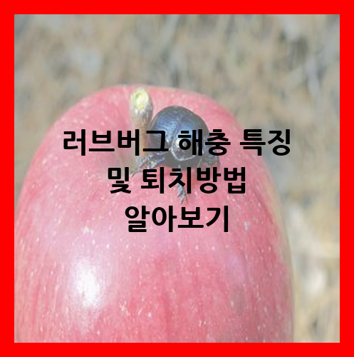 러브버그 해충