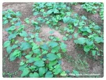 취나물 재배 반그늘 환경 배수 확보 연속 수확_3