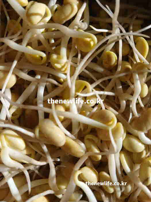 콩나물 효능 숙취 해소