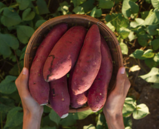 땅끝참고구마농장