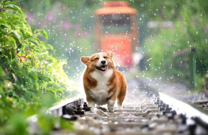 비맞는 강아지