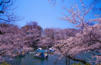 벚꽃이 피어있고 뒤로 조그마한 강이 보인다.