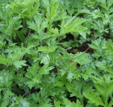 쑥 효능 부작용 칼로리 요리