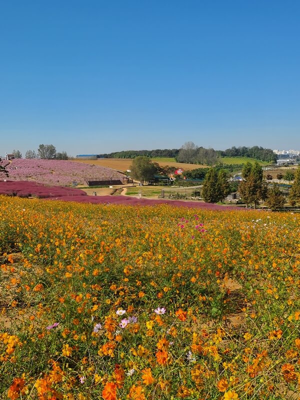 만개한-노란-코스모스