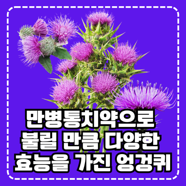 엉겅퀴