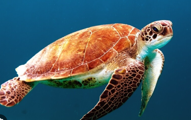 거북이 Turtle