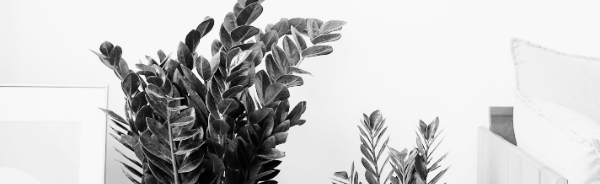 습도: 높은 습도 선호