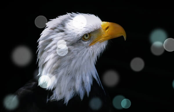 옆을-응시하는-독수리