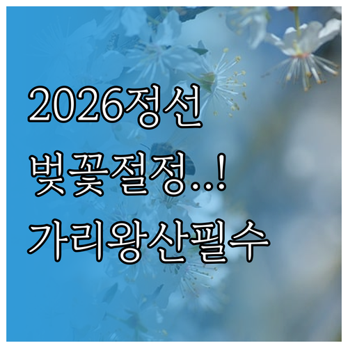 2026년 정선 벚꽃 절정 시기 및 ..