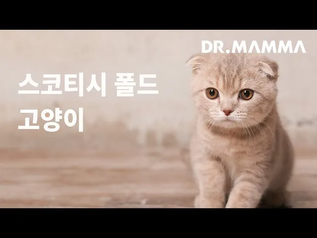 스코티시폴드 고양이 유전병_7