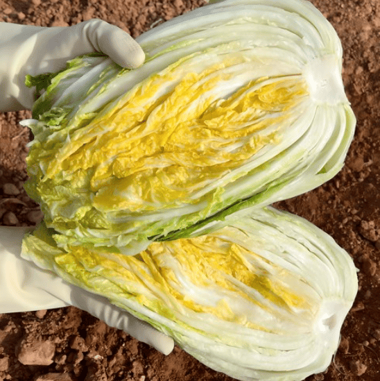 절임배추 추천 순위 TOP 5(24년 11월) - 네이버, 쿠팡 절임배추 판매 분석