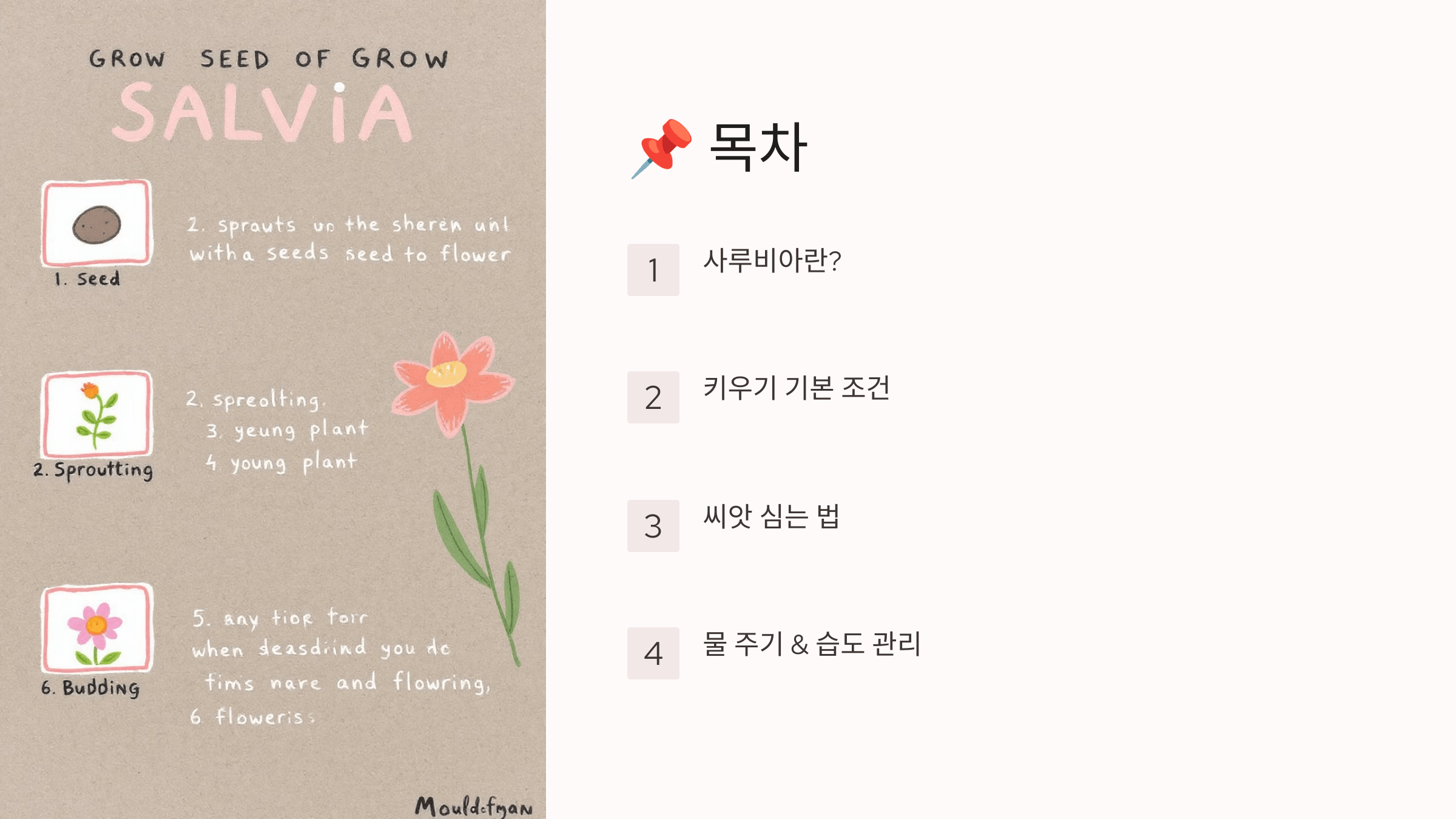 사루비아 사진입니다.