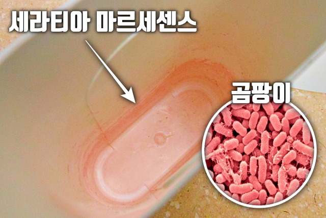 가습기 분홍색 물때 욕실 붉은색 물때 세라티아 마르세센스 세면대 물컵, 생활 건강 팁줌 매일꿀정보