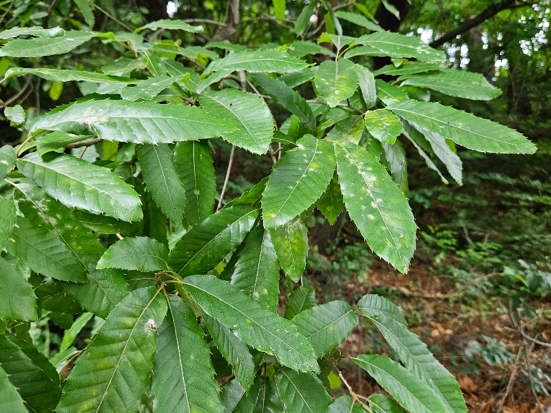 상수리나무 잎2