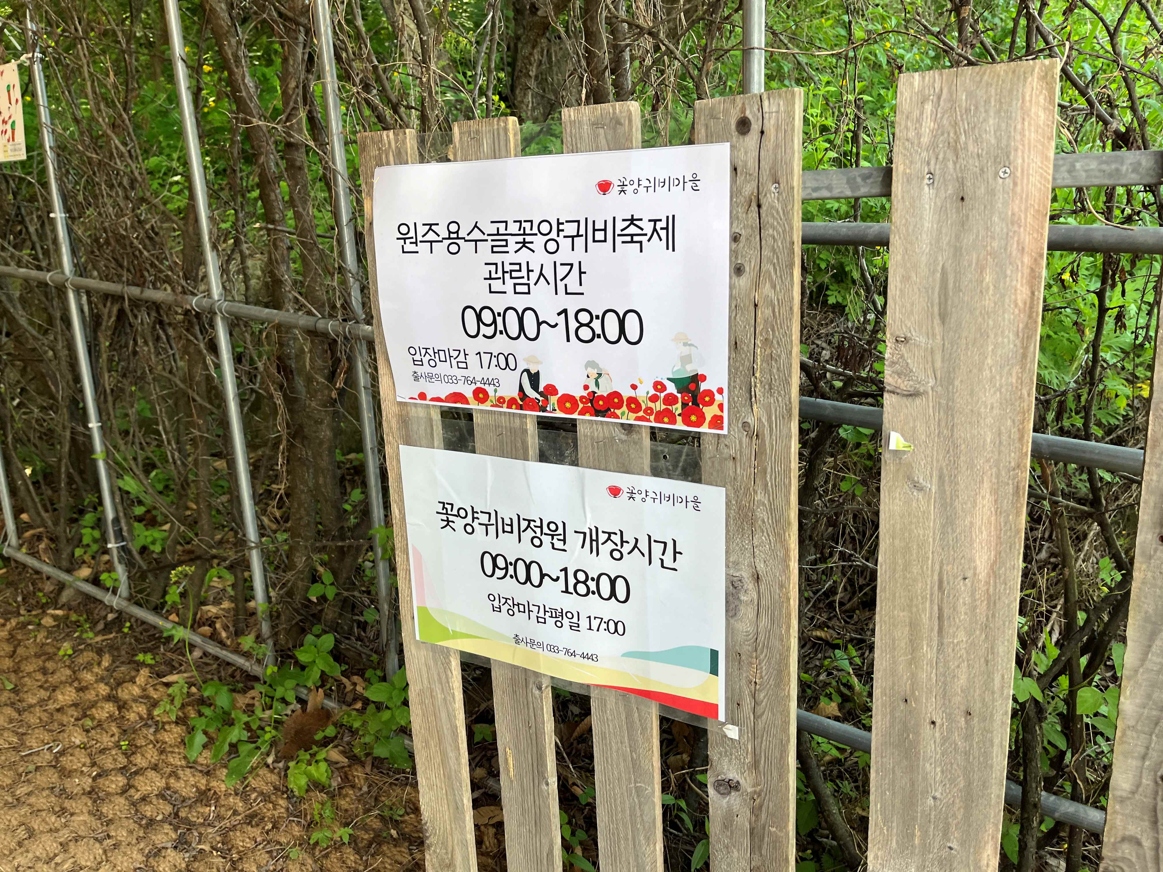 용수골 꽃양귀비 축제