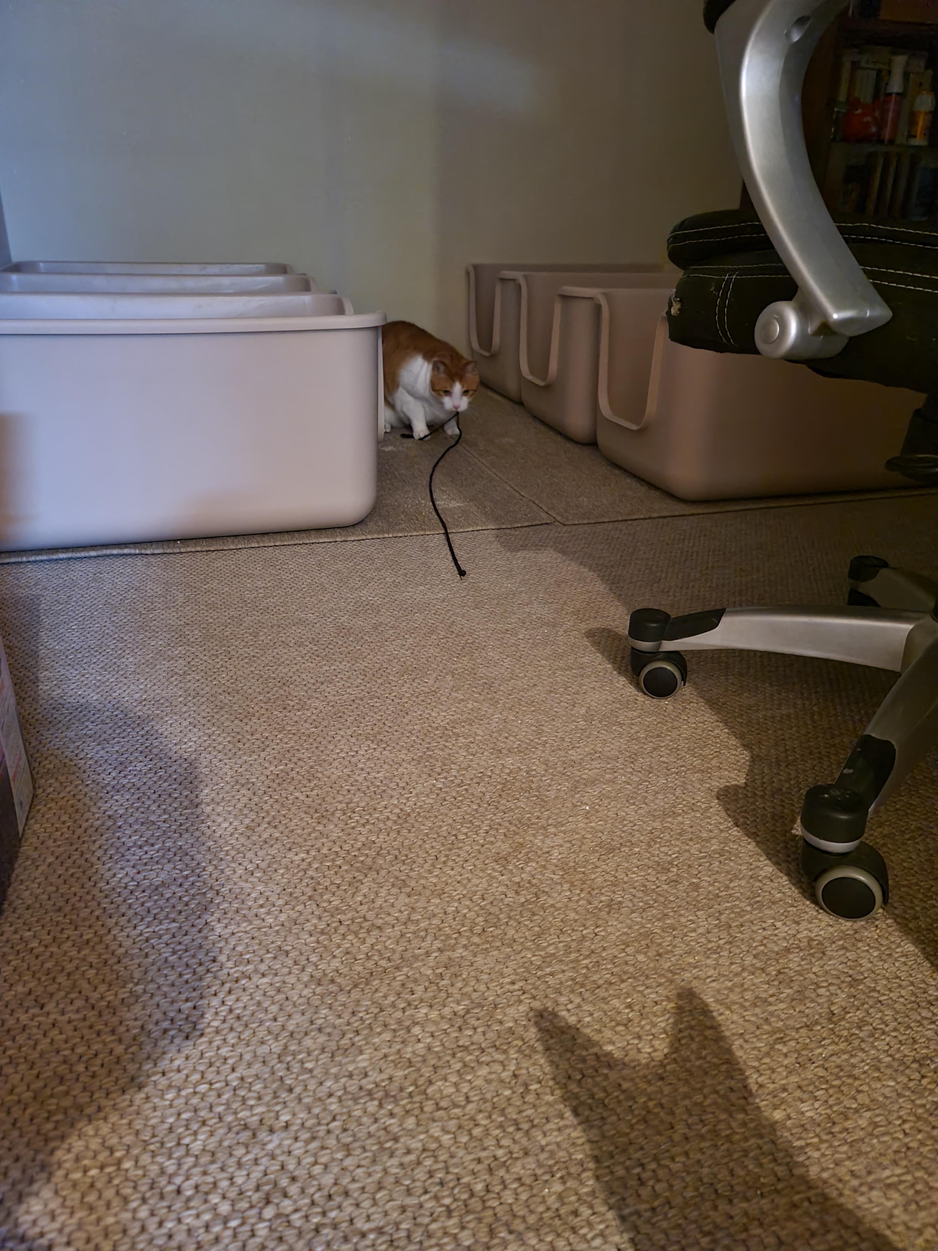 바지끈 물고 튀는 막둥이 ㅋㅋ(feat.고양이 원시주머니)