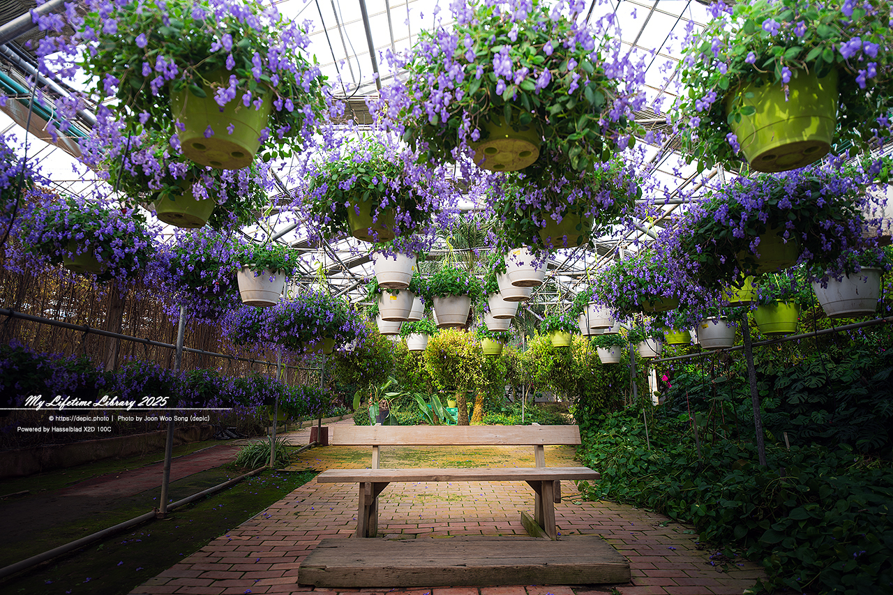 식물원 아산 세계꽃식물원 온실 꽃