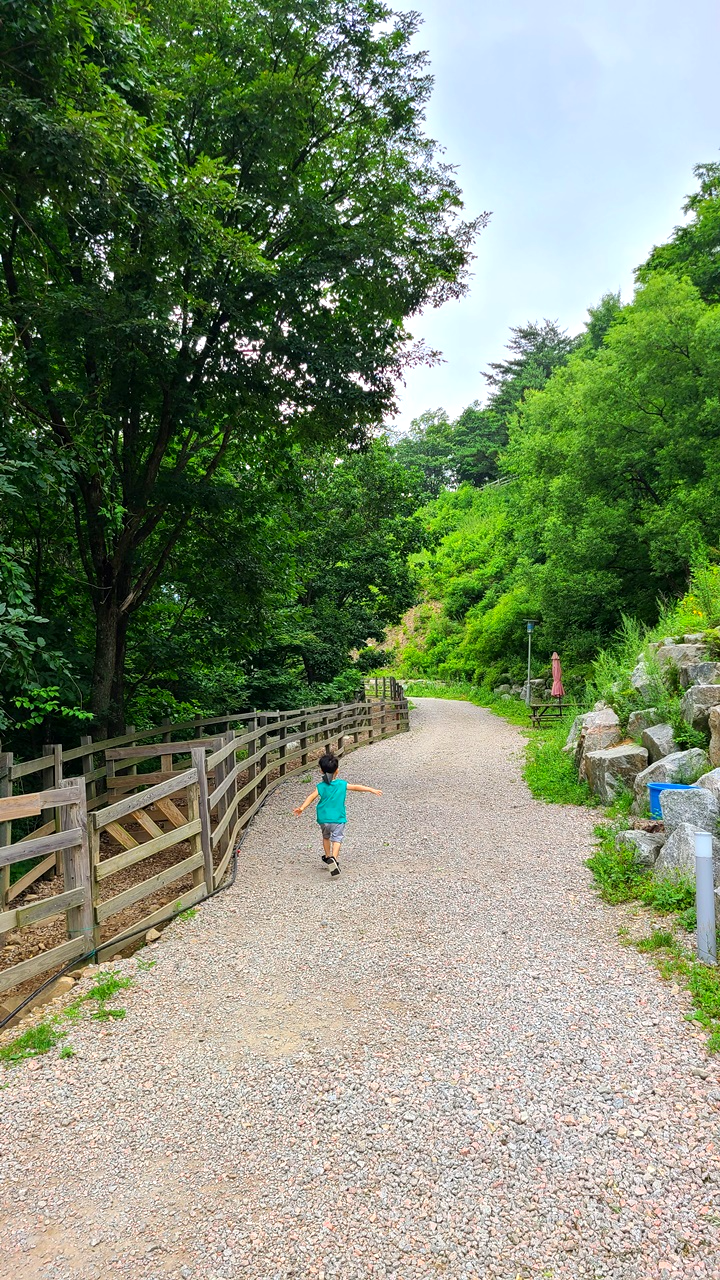 대관령-순수양떼목장