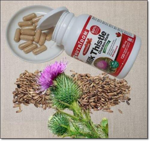 밀크씨슬에 풍부한 실리마린