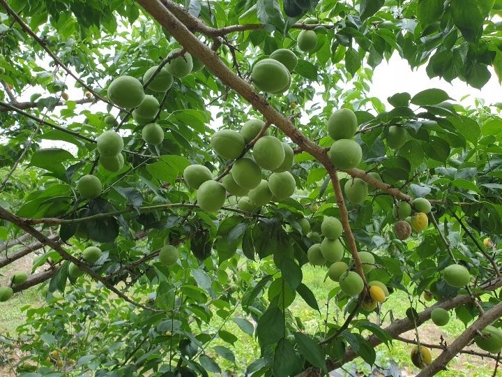 맷ㄹ 트랜드, 건강과 전통의 만남