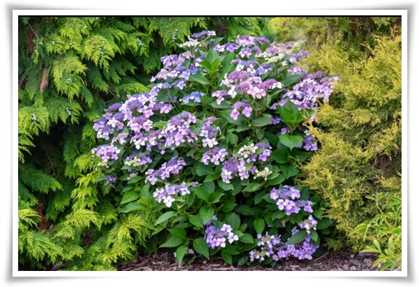 "산수국" 아름다운 매력을 한껏 간직하고 있는 여름 대표 꽃!