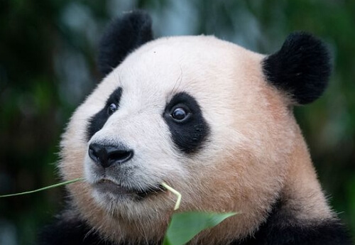 판다월드 푸바오 큐패스 예약하기 (최신판)