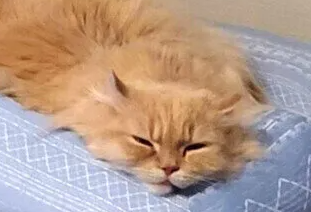 고양이와의 이사. 스트레스를 주지 않기 위한 대책이나 포인트