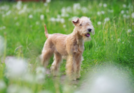 개의 귀가 내려가고 있다