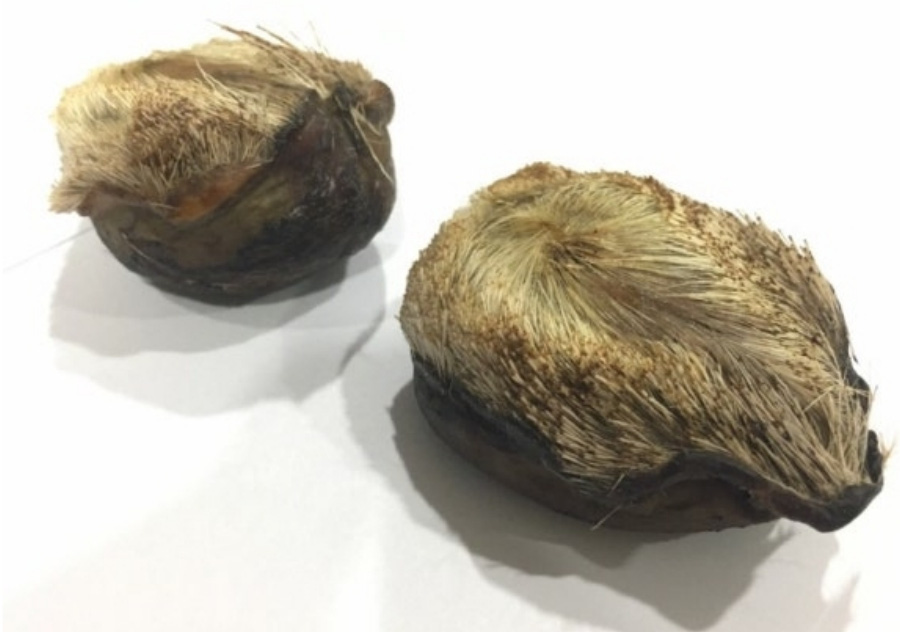 야생에서 채취를 한 사향노루의 생식기 사이에 있는 향낭 2개를 하얀 바닥 위에 나란히 놓아두고 찍은 사진