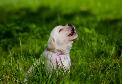 개가 짖는 이유