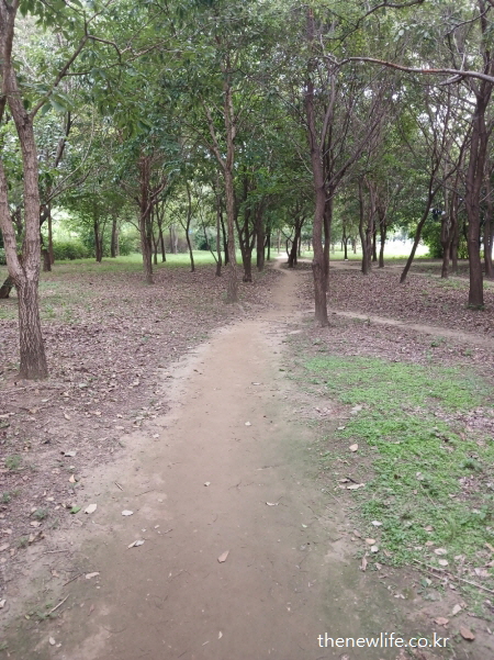 광나루 한강공원의 숲속 좁은 흙길 – 다양한 형태의 자연 그대로 서울 맨발 걷기 좋은 장소 이미지