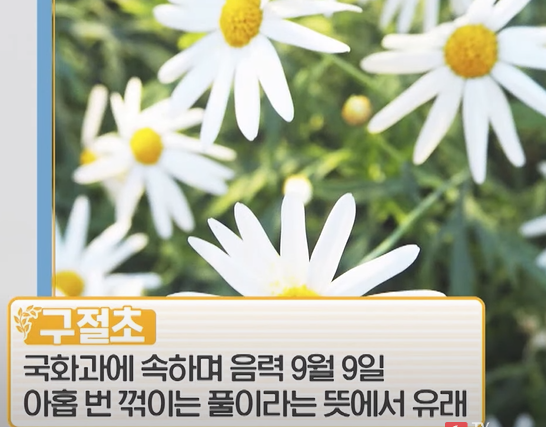 구절초 효능