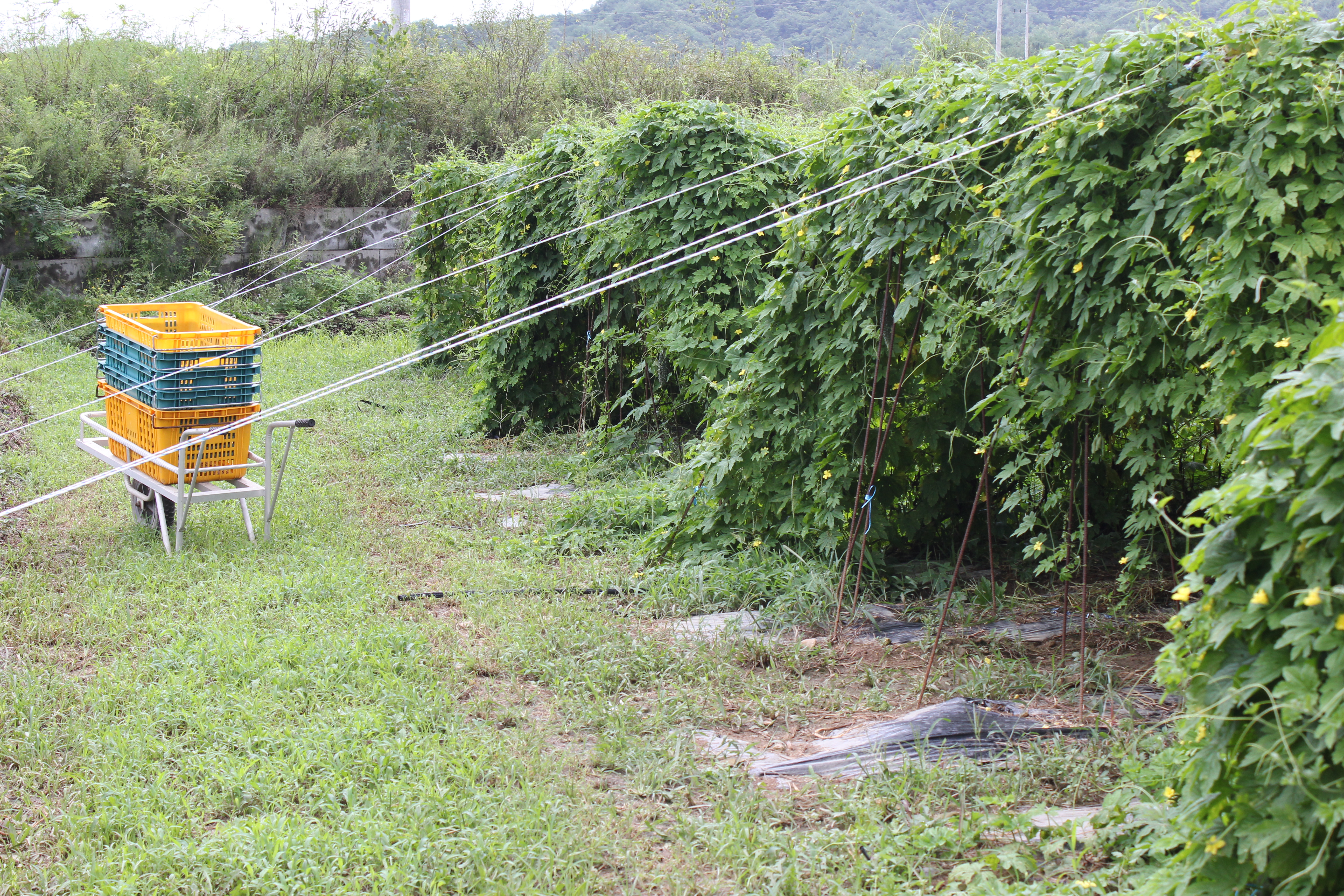 몸티나진여주즙