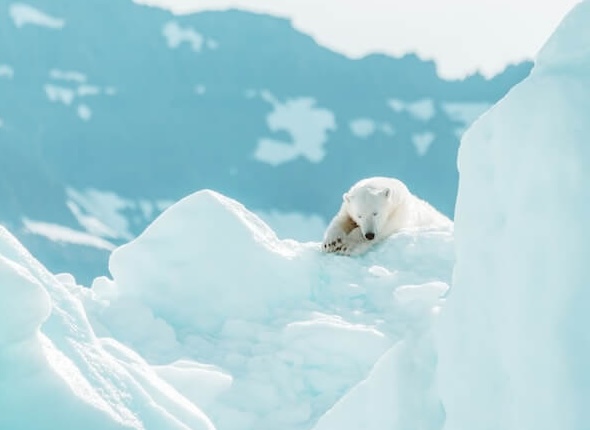 빙하 위에 있는 북극곰의 모습입니다.
