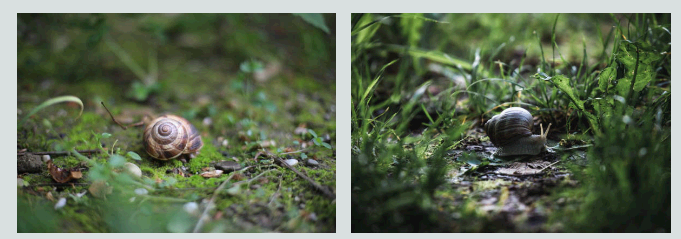 달팽이 경로 채집(Slowtrail Harvesting): 느림의 미학을 관찰하는 생태 예술 놀이