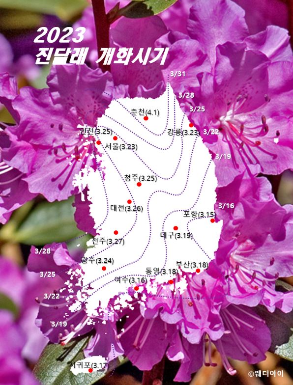 출처: 웨더아이 2023년 진달래 개화시기